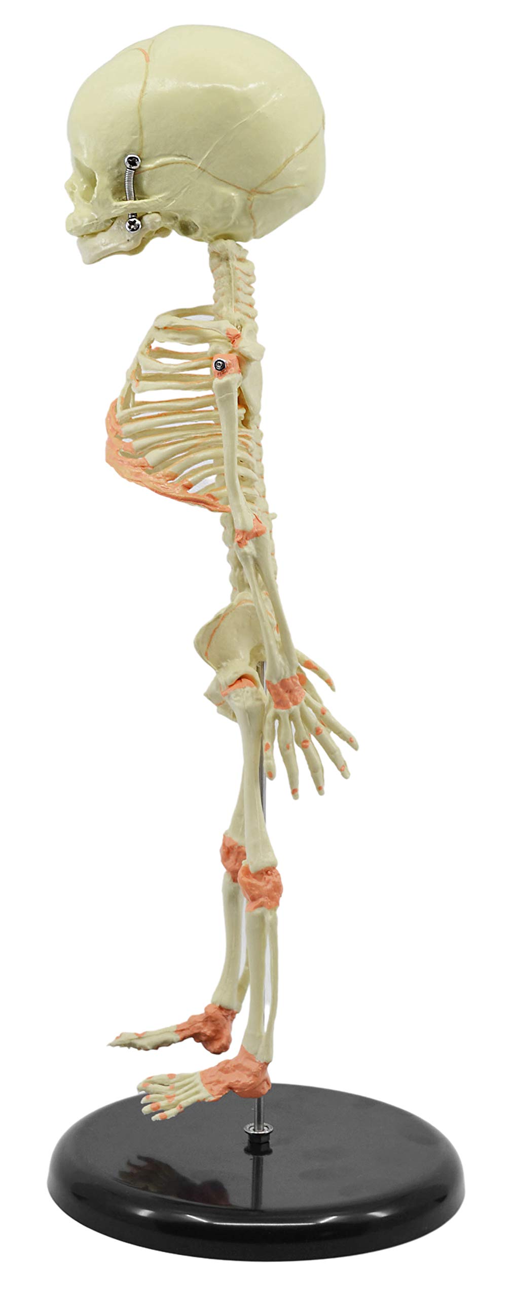Amazon.com: EISCO Infant Fetus Skeleton Model, Mini Size - Single